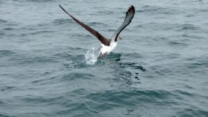 格安スマホeSIMを使ったお得な契約方法は？